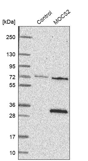Western blot analysis in control (vector only transfected HEK293T lysate) and MOCS2 over-expression lysate (Co-expressed with a C-terminal myc-DDK tag (~3.1 kDa) in mammalian HEK293T cells, LY417924). Western blot analysis in control (vector only transfected HEK293T lysate) and MOCS2 over-expression lysate (Co-expressed with a C-terminal myc-DDK tag (~3.1 kDa) in mammalian HEK293T cells, LY417924).