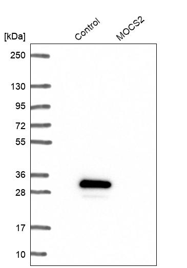 Western blot analysis in control (vector only transfected HEK293T lysate) and MOCS2 over-expression lysate (Co-expressed with a C-terminal myc-DDK tag (~3.1 kDa) in mammalian HEK293T cells, LY417924). Western blot analysis in control (vector only transfected HEK293T lysate) and MOCS2 over-expression lysate (Co-expressed with a C-terminal myc-DDK tag (~3.1 kDa) in mammalian HEK293T cells, LY417924).
