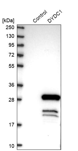 Western blot analysis in control (vector only transfected HEK293T lysate) and DYDC1 over-expression lysate (Co-expressed with a C-terminal myc-DDK tag (~3.1 kDa) in mammalian HEK293T cells, LY408497).