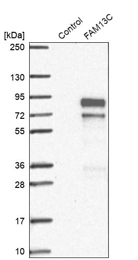 Western blot analysis in control (vector only transfected HEK293T lysate) and FAM13C over-expression lysate (Co-expressed with a C-terminal myc-DDK tag (~3.1 kDa) in mammalian HEK293T cells, LY424301). Western blot analysis in control (vector only transfected HEK293T lysate) and FAM13C over-expression lysate (Co-expressed with a C-terminal myc-DDK tag (~3.1 kDa) in mammalian HEK293T cells, LY424301).