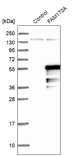 Western blot analysis in control (vector only transfected HEK293T lysate) and FAM170A over-expression lysate (Co-expressed with a C-terminal myc-DDK tag (~3.1 kDa) in mammalian HEK293T cells, LY405332).