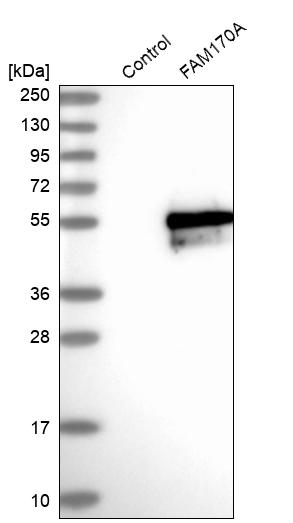 Western blot analysis in control (vector only transfected HEK293T lysate) and FAM170A over-expression lysate (Co-expressed with a C-terminal myc-DDK tag (~3.1 kDa) in mammalian HEK293T cells, LY405332). Western blot analysis in control (vector only transfected HEK293T lysate) and FAM170A over-expression lysate (Co-expressed with a C-terminal myc-DDK tag (~3.1 kDa) in mammalian HEK293T cells, LY405332).