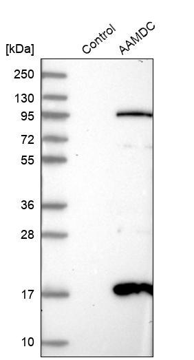 Western blot analysis in control (vector only transfected HEK293T lysate) and AAMDC over-expression lysate (Co-expressed with a C-terminal myc-DDK tag (~3.1 kDa) in mammalian HEK293T cells, LY411144). Western blot analysis in control (vector only transfected HEK293T lysate) and AAMDC over-expression lysate (Co-expressed with a C-terminal myc-DDK tag (~3.1 kDa) in mammalian HEK293T cells, LY411144).