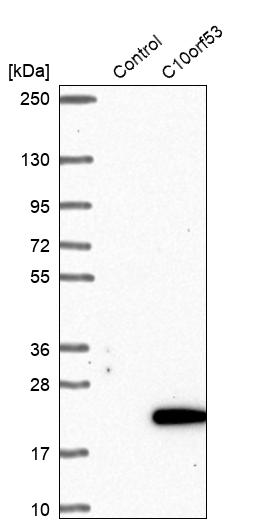 Western blot analysis in control (vector only transfected HEK293T lysate) and C10orf53 over-expression lysate (Co-expressed with a C-terminal myc-DDK tag (~3.1 kDa) in mammalian HEK293T cells, LY405479). Western blot analysis in control (vector only transfected HEK293T lysate) and C10orf53 over-expression lysate (Co-expressed with a C-terminal myc-DDK tag (~3.1 kDa) in mammalian HEK293T cells, LY405479).