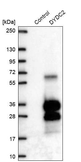 Western blot analysis in control (vector only transfected HEK293T lysate) and DYDC2 over-expression lysate (Co-expressed with a C-terminal myc-DDK tag (~3.1 kDa) in mammalian HEK293T cells, LY410165). Western blot analysis in control (vector only transfected HEK293T lysate) and DYDC2 over-expression lysate (Co-expressed with a C-terminal myc-DDK tag (~3.1 kDa) in mammalian HEK293T cells, LY410165).