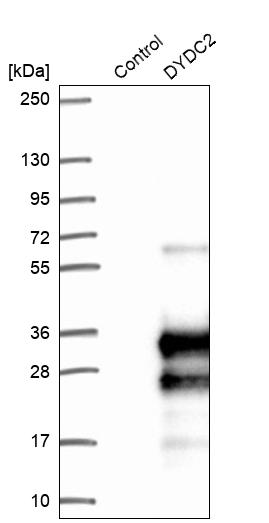 Western blot analysis in control (vector only transfected HEK293T lysate) and DYDC2 over-expression lysate (Co-expressed with a C-terminal myc-DDK tag (~3.1 kDa) in mammalian HEK293T cells, LY410165). Western blot analysis in control (vector only transfected HEK293T lysate) and DYDC2 over-expression lysate (Co-expressed with a C-terminal myc-DDK tag (~3.1 kDa) in mammalian HEK293T cells, LY410165).