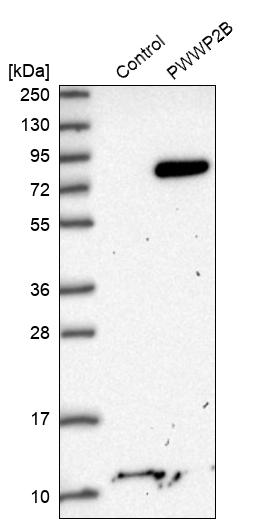 Western blot analysis in control (vector only transfected HEK293T lysate) and PWWP2B over-expression lysate (Co-expressed with a C-terminal myc-DDK tag (~3.1 kDa) in mammalian HEK293T cells, LY408588).