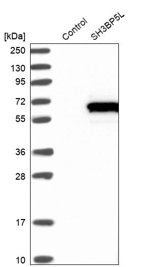 Western blot analysis in control (vector only transfected HEK293T lysate) and SH3BP5L over-expression lysate (Co-expressed with a C-terminal myc-DDK tag (~3.1 kDa) in mammalian HEK293T cells, LY410767). Western blot analysis in control (vector only transfected HEK293T lysate) and SH3BP5L over-expression lysate (Co-expressed with a C-terminal myc-DDK tag (~3.1 kDa) in mammalian HEK293T cells, LY410767).
