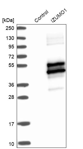 Western blot analysis in control (vector only transfected HEK293T lysate) and IZUMO1 over-expression lysate (Co-expressed with a C-terminal myc-DDK tag (~3.1 kDa) in mammalian HEK293T cells, LY405465). Western blot analysis in control (vector only transfected HEK293T lysate) and IZUMO1 over-expression lysate (Co-expressed with a C-terminal myc-DDK tag (~3.1 kDa) in mammalian HEK293T cells, LY405465).