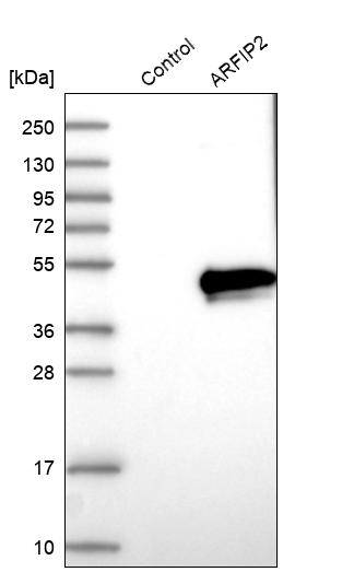 Western blot analysis in control (vector only transfected HEK293T lysate) and ARFIP2 over-expression lysate (Co-expressed with a C-terminal myc-DDK tag (~3.1 kDa) in mammalian HEK293T cells, LY402205).