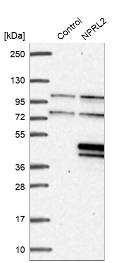 Western blot analysis in control (vector only transfected HEK293T lysate) and NPRL2 over-expression lysate (Co-expressed with a C-terminal myc-DDK tag (~3.1 kDa) in mammalian HEK293T cells, LY416577).
