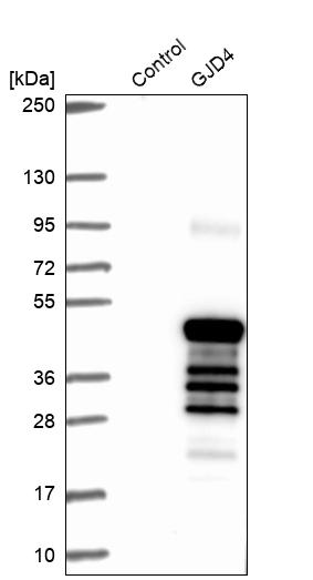 Western blot analysis in control (vector only transfected HEK293T lysate) and GJD4 over-expression lysate (Co-expressed with a C-terminal myc-DDK tag (~3.1 kDa) in mammalian HEK293T cells, LY407080). Western blot analysis in control (vector only transfected HEK293T lysate) and GJD4 over-expression lysate (Co-expressed with a C-terminal myc-DDK tag (~3.1 kDa) in mammalian HEK293T cells, LY407080).