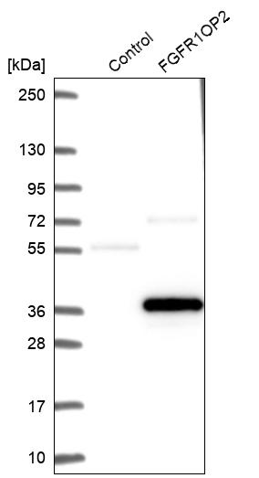 Western blot analysis in control (vector only transfected HEK293T lysate) and FGFR1OP2 over-expression lysate (Co-expressed with a C-terminal myc-DDK tag (~3.1 kDa) in mammalian HEK293T cells, LY414429).