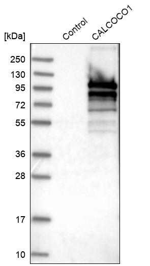 Western blot analysis in control (vector only transfected HEK293T lysate) and CALCOCO1 over-expression lysate (Co-expressed with a C-terminal myc-DDK tag (~3.1 kDa) in mammalian HEK293T cells, LY412204).