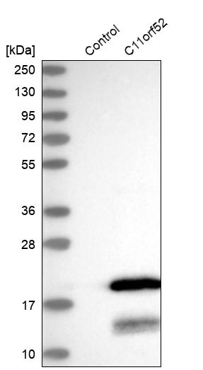 Western blot analysis in control (vector only transfected HEK293T lysate) and C11orf52 over-expression lysate (Co-expressed with a C-terminal myc-DDK tag (~3.1 kDa) in mammalian HEK293T cells, LY408963).