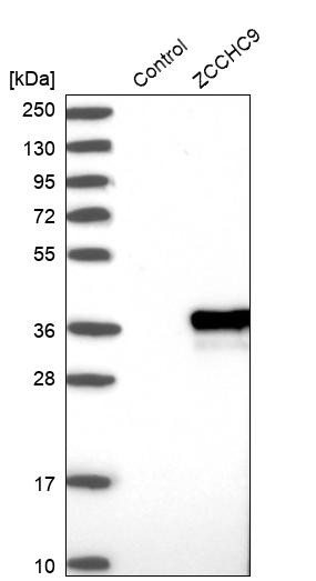 Western blot analysis in control (vector only transfected HEK293T lysate) and ZCCHC9 over-expression lysate (Co-expressed with a C-terminal myc-DDK tag (~3.1 kDa) in mammalian HEK293T cells, LY410224).
