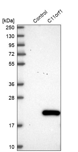 Western blot analysis in control (vector only transfected HEK293T lysate) and C11orf1 over-expression lysate (Co-expressed with a C-terminal myc-DDK tag (~3.1 kDa) in mammalian HEK293T cells, LY411579).