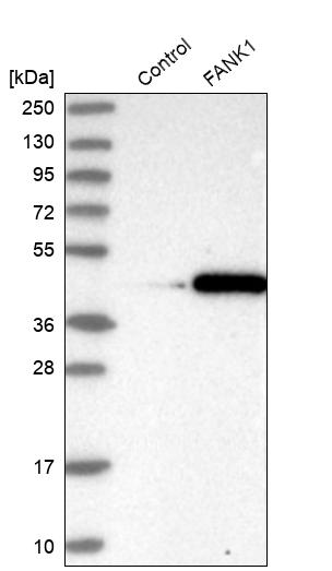 Western blot analysis in control (vector only transfected HEK293T lysate) and FANK1 over-expression lysate (Co-expressed with a C-terminal myc-DDK tag (~3.1 kDa) in mammalian HEK293T cells, LY407972).