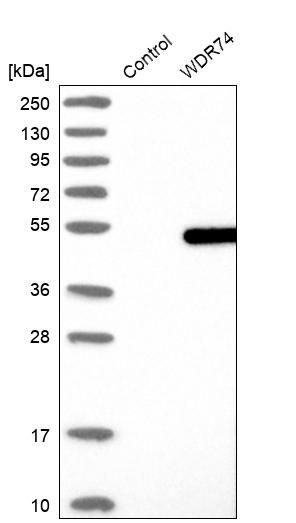 Western blot analysis in control (vector only transfected HEK293T lysate) and WDR74 over-expression lysate (Co-expressed with a C-terminal myc-DDK tag (~3.1 kDa) in mammalian HEK293T cells, LY413318).