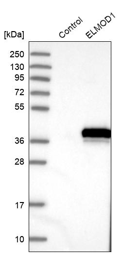 Western blot analysis in control (vector only transfected HEK293T lysate) and ELMOD1 over-expression lysate (Co-expressed with a C-terminal myc-DDK tag (~3.1 kDa) in mammalian HEK293T cells, LY412885). Western blot analysis in control (vector only transfected HEK293T lysate) and ELMOD1 over-expression lysate (Co-expressed with a C-terminal myc-DDK tag (~3.1 kDa) in mammalian HEK293T cells, LY412885).