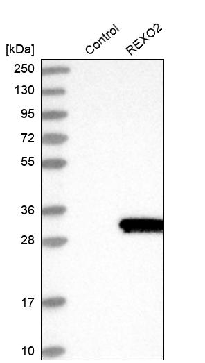 Western blot analysis in control (vector only transfected HEK293T lysate) and REXO2 over-expression lysate (Co-expressed with a C-terminal myc-DDK tag (~3.1 kDa) in mammalian HEK293T cells, LY414494).