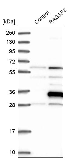 Western blot analysis in control (vector only transfected HEK293T lysate) and RASSF3 over-expression lysate (Co-expressed with a C-terminal myc-DDK tag (~3.1 kDa) in mammalian HEK293T cells, LY406009).