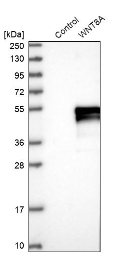 Western blot analysis in control (vector only transfected HEK293T lysate) and WNT8A over-expression lysate (Co-expressed with a C-terminal myc-DDK tag (~3.1 kDa) in mammalian HEK293T cells, LY403304). Western blot analysis in control (vector only transfected HEK293T lysate) and WNT8A over-expression lysate (Co-expressed with a C-terminal myc-DDK tag (~3.1 kDa) in mammalian HEK293T cells, LY403304).