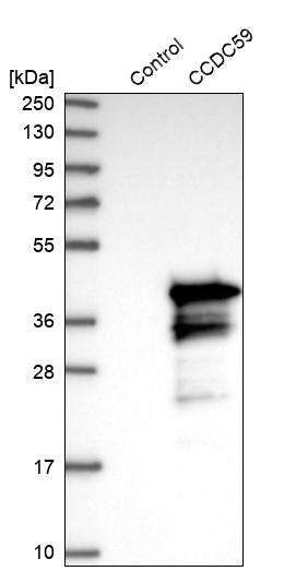 Western blot analysis in control (vector only transfected HEK293T lysate) and CCDC59 over-expression lysate (Co-expressed with a C-terminal myc-DDK tag (~3.1 kDa) in mammalian HEK293T cells, LY415457).