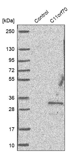 Western blot analysis in control (vector only transfected HEK293T lysate) and C11orf70 over-expression lysate (Co-expressed with a C-terminal myc-DDK tag (~3.1 kDa) in mammalian HEK293T cells, LY409874).