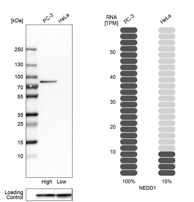 Western blot analysis in human cell lines PC-3 and HeLa using Anti-NEDD1 antibody. Corresponding NEDD1 RNA-seq data are presented for the same cell lines. Loading control: Anti-GAPDH.