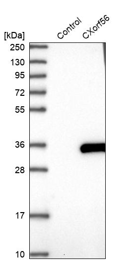 Western blot analysis in control (vector only transfected HEK293T lysate) and CXorf56 over-expression lysate (Co-expressed with a C-terminal myc-DDK tag (~3.1 kDa) in mammalian HEK293T cells, LY411776). Western blot analysis in control (vector only transfected HEK293T lysate) and CXorf56 over-expression lysate (Co-expressed with a C-terminal myc-DDK tag (~3.1 kDa) in mammalian HEK293T cells, LY411776).