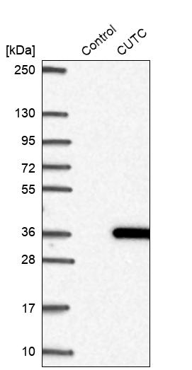 Western blot analysis in control (vector only transfected HEK293T lysate) and CUTC over-expression lysate (Co-expressed with a C-terminal myc-DDK tag (~3.1 kDa) in mammalian HEK293T cells, LY414278).