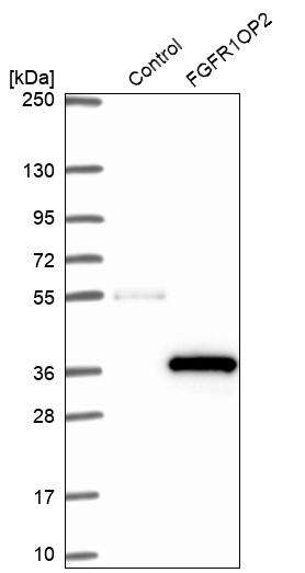 Western blot analysis in control (vector only transfected HEK293T lysate) and FGFR1OP2 over-expression lysate (Co-expressed with a C-terminal myc-DDK tag (~3.1 kDa) in mammalian HEK293T cells, LY414429).