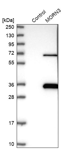 Western blot analysis in control (vector only transfected HEK293T lysate) and MORN3 over-expression lysate (Co-expressed with a C-terminal myc-DDK tag (~3.1 kDa) in mammalian HEK293T cells, LY406324). Western blot analysis in control (vector only transfected HEK293T lysate) and MORN3 over-expression lysate (Co-expressed with a C-terminal myc-DDK tag (~3.1 kDa) in mammalian HEK293T cells, LY406324).
