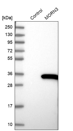 Western blot analysis in control (vector only transfected HEK293T lysate) and MORN3 over-expression lysate (Co-expressed with a C-terminal myc-DDK tag (~3.1 kDa) in mammalian HEK293T cells, LY406324). Western blot analysis in control (vector only transfected HEK293T lysate) and MORN3 over-expression lysate (Co-expressed with a C-terminal myc-DDK tag (~3.1 kDa) in mammalian HEK293T cells, LY406324).