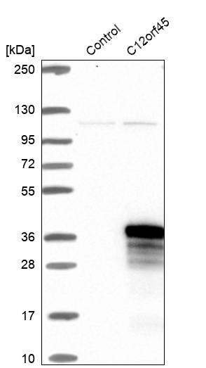 Western blot analysis in control (vector only transfected HEK293T lysate) and C12orf45 over-expression lysate (Co-expressed with a C-terminal myc-DDK tag (~3.1 kDa) in mammalian HEK293T cells, LY407644).