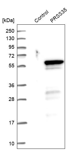 Western blot analysis in control (vector only transfected HEK293T lysate) and PRSS35 over-expression lysate (Co-expressed with a C-terminal myc-DDK tag (~3.1 kDa) in mammalian HEK293T cells, LY407075). Western blot analysis in control (vector only transfected HEK293T lysate) and PRSS35 over-expression lysate (Co-expressed with a C-terminal myc-DDK tag (~3.1 kDa) in mammalian HEK293T cells, LY407075).