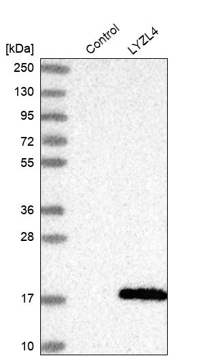 Western blot analysis in control (vector only transfected HEK293T lysate) and LYZL4 over-expression lysate (Co-expressed with a C-terminal myc-DDK tag (~3.1 kDa) in mammalian HEK293T cells, LY408225).