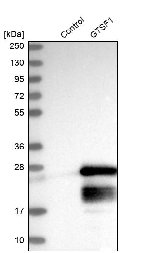 Western blot analysis in control (vector only transfected HEK293T lysate) and GTSF1 over-expression lysate (Co-expressed with a C-terminal myc-DDK tag (~3.1 kDa) in mammalian HEK293T cells, LY408235).