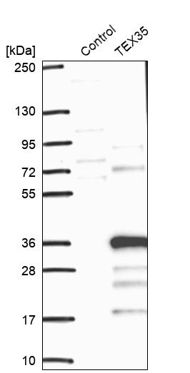 Western blot analysis in control (vector only transfected HEK293T lysate) and TEX35 over-expression lysate (Co-expressed with a C-terminal myc-DDK tag (~3.1 kDa) in mammalian HEK293T cells, LY410319). Western blot analysis in control (vector only transfected HEK293T lysate) and TEX35 over-expression lysate (Co-expressed with a C-terminal myc-DDK tag (~3.1 kDa) in mammalian HEK293T cells, LY410319).