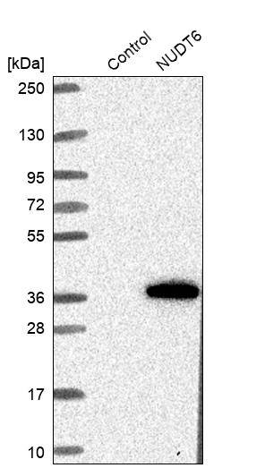Western blot analysis in control (vector only transfected HEK293T lysate) and NUDT6 over-expression lysate (Co-expressed with a C-terminal myc-DDK tag (~3.1 kDa) in mammalian HEK293T cells, LY402086).