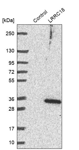 Western blot analysis in control (vector only transfected HEK293T lysate) and LRRC18 over-expression lysate (Co-expressed with a C-terminal myc-DDK tag (~3.1 kDa) in mammalian HEK293T cells, LY423557).
