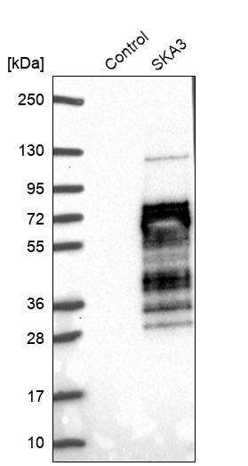Western blot analysis in control (vector only transfected HEK293T lysate) and SKA3 over-expression lysate (Co-expressed with a C-terminal myc-DDK tag (~3.1 kDa) in mammalian HEK293T cells, LY408058). Western blot analysis in control (vector only transfected HEK293T lysate) and SKA3 over-expression lysate (Co-expressed with a C-terminal myc-DDK tag (~3.1 kDa) in mammalian HEK293T cells, LY408058).
