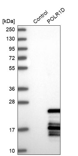 Western blot analysis in control (vector only transfected HEK293T lysate) and POLR1D over-expression lysate (Co-expressed with a C-terminal myc-DDK tag (~3.1 kDa) in mammalian HEK293T cells, LY407348).