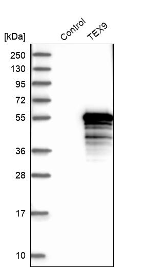 Western blot analysis in control (vector only transfected HEK293T lysate) and TEX9 over-expression lysate (Co-expressed with a C-terminal myc-DDK tag (~3.1 kDa) in mammalian HEK293T cells, LY404907). Western blot analysis in control (vector only transfected HEK293T lysate) and TEX9 over-expression lysate (Co-expressed with a C-terminal myc-DDK tag (~3.1 kDa) in mammalian HEK293T cells, LY404907).