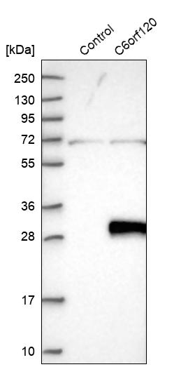 Western blot analysis in control (vector only transfected HEK293T lysate) and C6orf120 over-expression lysate (Co-expressed with a C-terminal myc-DDK tag (~3.1 kDa) in mammalian HEK293T cells, LY400407). Western blot analysis in control (vector only transfected HEK293T lysate) and C6orf120 over-expression lysate (Co-expressed with a C-terminal myc-DDK tag (~3.1 kDa) in mammalian HEK293T cells, LY400407).