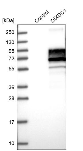 Western blot analysis in control (vector only transfected HEK293T lysate) and DIXDC1 over-expression lysate (Co-expressed with a C-terminal myc-DDK tag (~3.1 kDa) in mammalian HEK293T cells, LY409548).