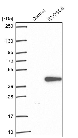 Western blot analysis in control (vector only transfected HEK293T lysate) and EXOSC8 over-expression lysate (Co-expressed with a C-terminal myc-DDK tag (~3.1 kDa) in mammalian HEK293T cells, LY405688). Western blot analysis in control (vector only transfected HEK293T lysate) and EXOSC8 over-expression lysate (Co-expressed with a C-terminal myc-DDK tag (~3.1 kDa) in mammalian HEK293T cells, LY405688).