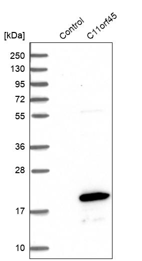 Western blot analysis in control (vector only transfected HEK293T lysate) and C11orf45 over-expression lysate (Co-expressed with a C-terminal myc-DDK tag (~3.1 kDa) in mammalian HEK293T cells, LY403415).