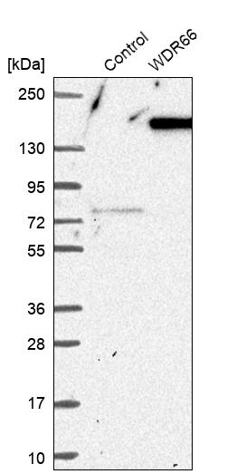 Western blot analysis in control (vector only transfected HEK293T lysate) and WDR66 over-expression lysate (Co-expressed with a C-terminal myc-DDK tag (~3.1 kDa) in mammalian HEK293T cells, LY408207). Western blot analysis in control (vector only transfected HEK293T lysate) and WDR66 over-expression lysate (Co-expressed with a C-terminal myc-DDK tag (~3.1 kDa) in mammalian HEK293T cells, LY408207).